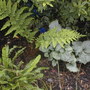 Shady area