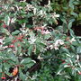 Photinia_with_berries