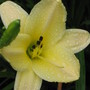 after the rain (hemerocallis)