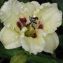 daylily 'siloam ury winniford' (hemerocallis)