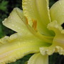close up of day lily (hemerocallis)