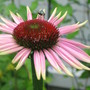 cone flower (echinacea)