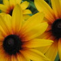 Rudbeckia fulgida