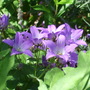 Campanula lactiflora