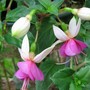 Fuchsia La Campanella (Fuchsia)