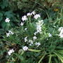 Sweet Rocket (Hesperis matronalis)