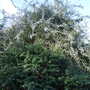 Weeping pear (Pyrus salicifolia)
