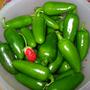 Today's harvest (Capsicum annuum (Longum) (Chilli pepper) jalapeno)