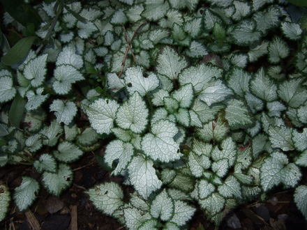 Lamium (Lamium maculatum)