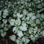 Lamium maculatum