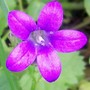 Campanula - unknown variety (Campanula)
