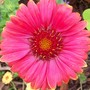 Blanket Flower (unknown variety) (Gaillardia x grandiflora)