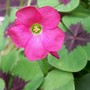 Lucky Clover 'Iron Cross' (Oxalis tetraphylla)