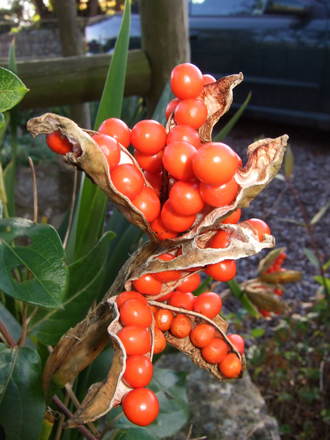 Iris foetidissima in autumn (Iris foetidissima)