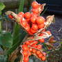 Iris foetidissima