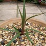 Back from the dead! (Cordyline)