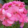 'Raspberry Ripple' (Pelargonium)