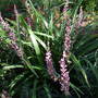Liriope_musc