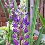 the second flower on this plant - less eaten! (Lupinus angustifolius (Blue Lupin))