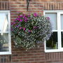 Hanging Basket
