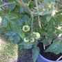 More Tomatoes