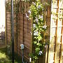 A garden flower photo