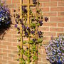 A garden flower photo