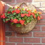 Hanging Basket