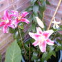 Lillies