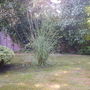 Pampas Grass
