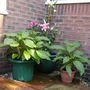 Angels Trumpets