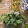 Hosta