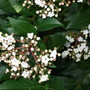 Viburnum tinus (Viburnum tinus)