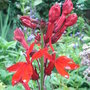 Lobelia 'Kompliment Scarlet' (Lobelia 'Kompliment Scarlet')