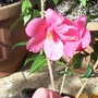camelia