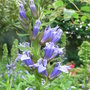 Lobelia 'Kompliment Blue' (Lobelia 'Kompliment Blue')