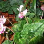 Cyclamen hederifolia (Cyclamen hederifolium)