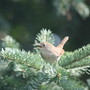 House wren
