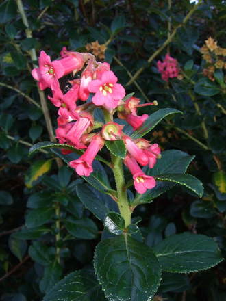 Escallonia (Escallonia)