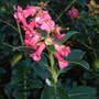 Escallonia