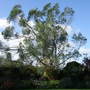 Eucalyptus