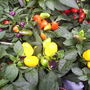 Ornamental Peppers, Columbia Road Market