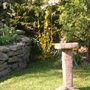 Forsythia