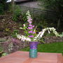 Wild Foxgloves