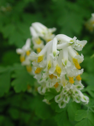 Corydalis ochroleuca (Corydalis ochroleuca)