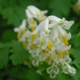 Corydalis ochroleuca (Corydalis ochroleuca)