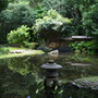 A Real Garden: Pine Lodge Gardens & Nursery, St. Austell, Cornwall