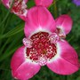 Plants of Pine Lodge Gardens - Tigrida davonia
