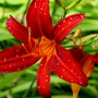 Plants of Pine Lodge Gardens - Hemerocallis 'Daylily'