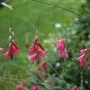 Plants of Pine Lodge Gardens - Dierama dracomontanum (Angel's fishing rod)